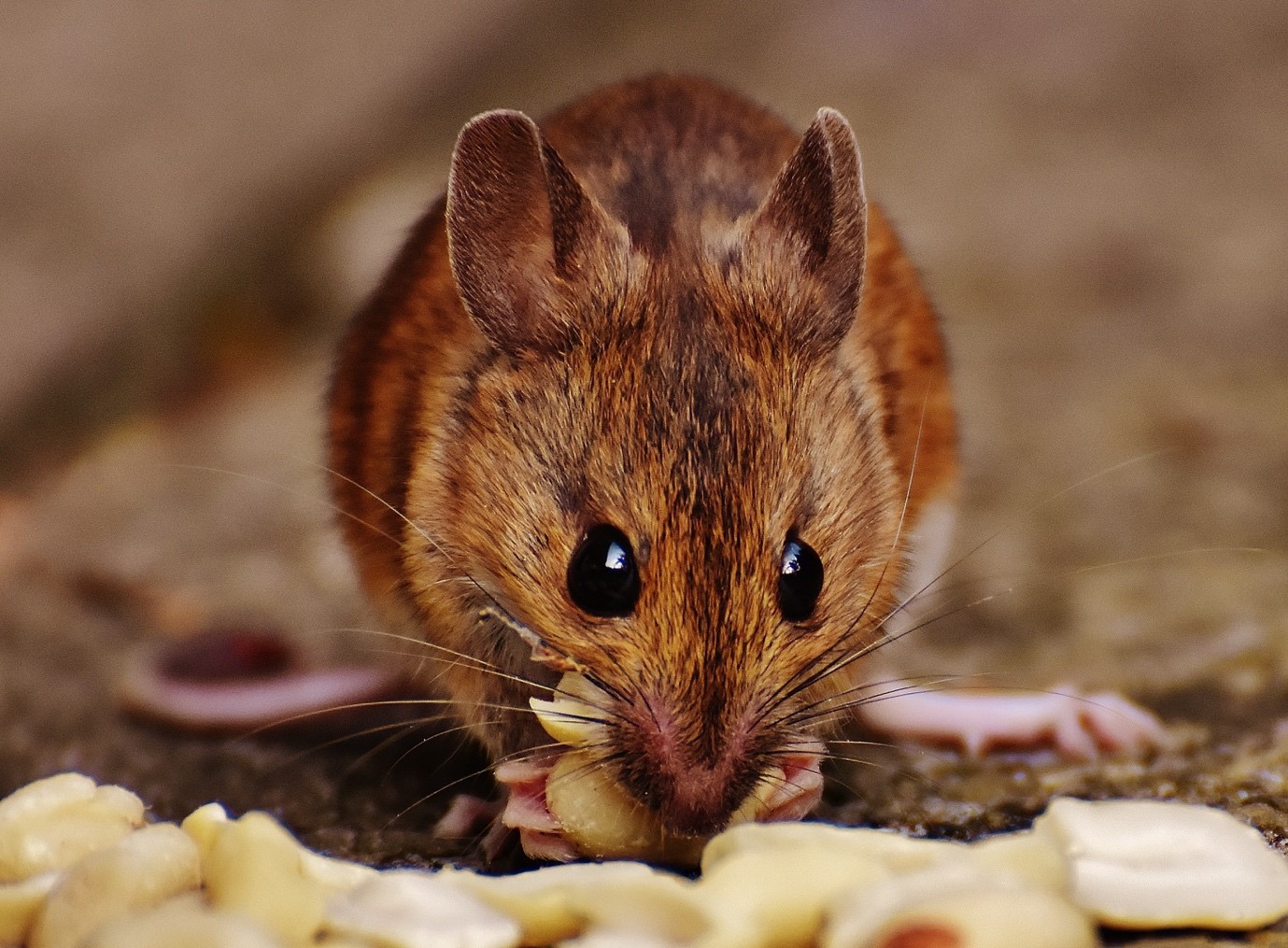 Removing Mice from your Scarborough Home